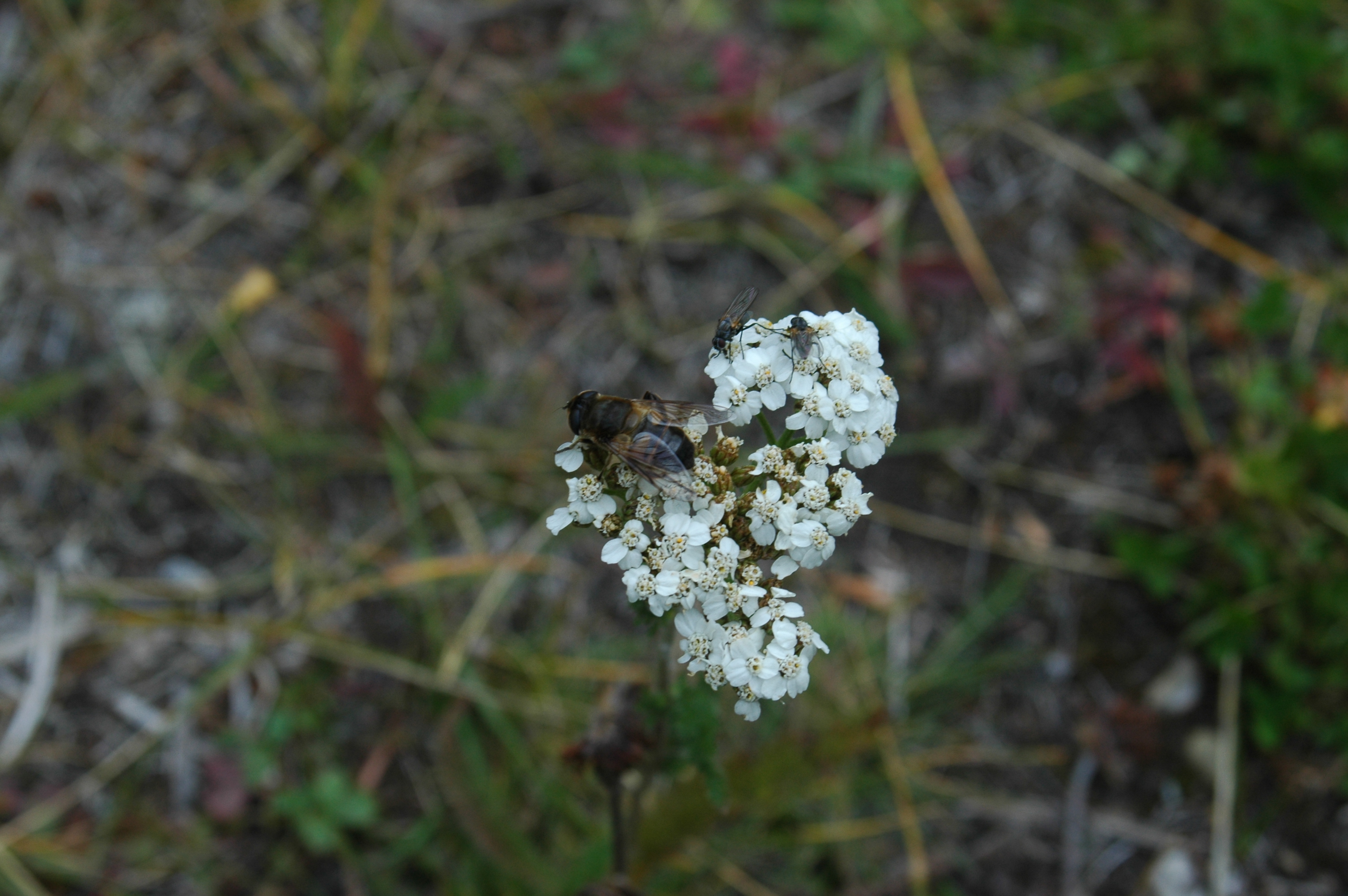 photos/wildlife/Invertebrate_Species/Canada/Canada 2007 1169.jpg